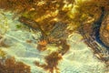 Pitfalls and shells covered with algae, small shells. in the clean sea Royalty Free Stock Photo