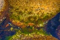 Pitfalls and shells covered with algae, small shells. Royalty Free Stock Photo