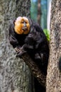 Pitheciidae, White-faced saki Royalty Free Stock Photo