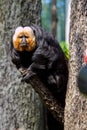 Pitheciidae, White-faced saki Royalty Free Stock Photo