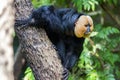 Pitheciidae, White-faced saki Royalty Free Stock Photo