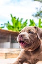 Pitiable Pit bull terrier dog is watching on something Royalty Free Stock Photo