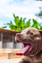 Pitiable Pit bull terrier dog is watching on something Royalty Free Stock Photo