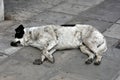 Pitiable stray dog in greece Royalty Free Stock Photo