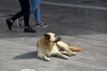 Pitiable stray dog in greece Royalty Free Stock Photo