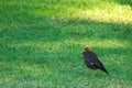 Pitiful black Myna bird with a featherless head, hopping around a Thai park, oblivious of its difference.