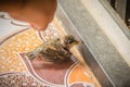 Pitiful fallen baby bird from the nest on tiles floor. Very young swallow bird fallen from nest. Royalty Free Stock Photo