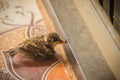 Pitiful fallen baby bird from the nest on tiles floor. Very young swallow bird fallen from nest. Royalty Free Stock Photo