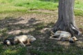 Pitiful sad stray dogs sleeping under a tree