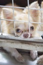 Pitiful small body brown chihuahua dog sitting in cage