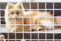 Pitiful small body brown pomeranian dog sitting in cage