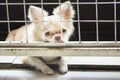 Pitiful small chihuahua dog sitting in cage