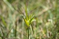 Pitkin marsh lily leaves closeup view with blurred background