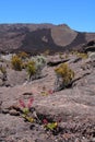 Piton de la Fournaise volcano