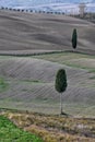 Pitoresque region Tuscany, solitary cypress trees, Italy. Royalty Free Stock Photo