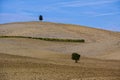 Pitoresque region Tuscany, solitary cypress trees, Italy. Royalty Free Stock Photo