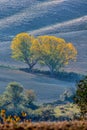 Pitoresque region Tuscany, Yellow leaves, on the trees. Italy. Royalty Free Stock Photo