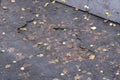 Pits in the asphalt and yellow autumn leaves. The old road. Poor road surface. Top view