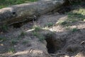 Pits near a fallen tree in the autumn forest. Berlin, Germany Royalty Free Stock Photo