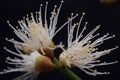 Pistil and stamen flower Detail Macro view Royalty Free Stock Photo