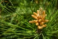 Pitsunda pine Pinus brutia pityusa in bloom. Close-up of bud pollination pinecone on pinus branches. Sunny day in spring garden Royalty Free Stock Photo