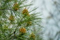 Pitsunda pine Pinus brutia pityusa in bloom. Close-up of bud pollination pinecone on pinus branches. Sunny day in spring garden Royalty Free Stock Photo