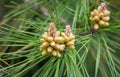 Pitsunda pine young male cones among the very long needles of Pinus brutia pityusa in spring garden