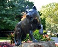 Pitt panther