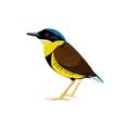 Pitta Bird is an inhabitant animal of Thailand