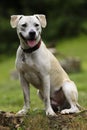 Pittbull Posing for Portrait