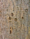 Pitted and Cracked Abstract Bark Pattern