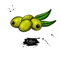 Pitted olive with leaves. Hand drawn vector illustration. Isolated drawing on white background.