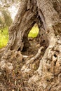 Pitted trunk of an old olive tree Italy Royalty Free Stock Photo