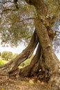 Pitted trunk of an old olive tree Italy Royalty Free Stock Photo
