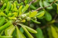 Pittosporum tobira Japanese cheesewood Royalty Free Stock Photo