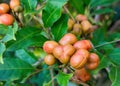 Pittosporum berries