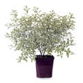 Pittosporum