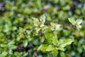 Pittosporum Tenuifolium