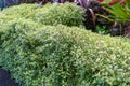 Pittosporum Tenuifolium