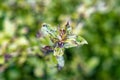 Pittosporum Tenuifolium