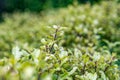 Pittosporum Tenuifolium