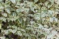 Pittosporum tenuifolium `Variegata` Royalty Free Stock Photo