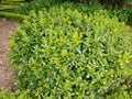 Pittosporum tobira or Australian laurel pruned plant Royalty Free Stock Photo