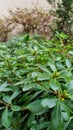 Pittosporum tobira or Australian laurel pruned globe form plant Royalty Free Stock Photo