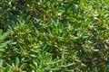 Pittosporum tobira