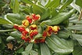 Pittosporum tobira fruits, seeds and leaves