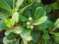 Pittosporum tobira