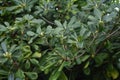 Pittosporum tobira Japanese cheesewood Royalty Free Stock Photo