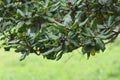 Pittosporum tobira Japanese cheesewood Royalty Free Stock Photo