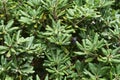 Pittosporum tobira Japanese cheesewood Royalty Free Stock Photo